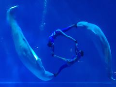 -芜湖新华联大白鲸海洋公园
