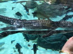 -上海海洋水族馆