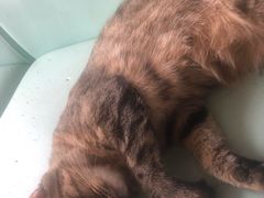 -猫在这儿猫咪咖啡馆·撸猫馆