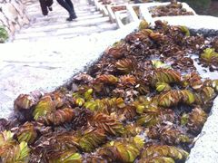 -厦门园林植物园-植物园滴水山房