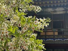 -五台山风景名胜区-罗睺寺