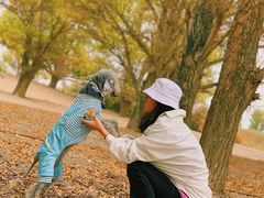 -金塔沙漠胡杨林景区