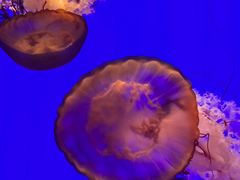 -上海海洋水族馆