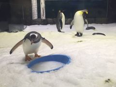 -悉尼海洋生物水族馆