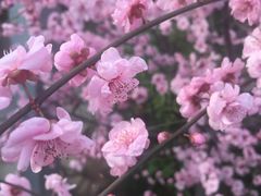 -燕郊植物园