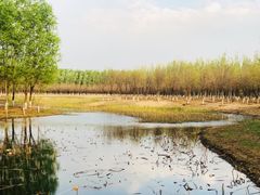 景点-东郊湿地公园