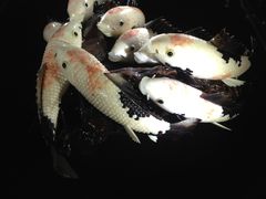 -绮丽珊瑚(台北101旗舰门市店)