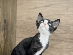 -小猫来了·猫舍(红山六九七九店)