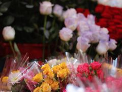 -越秀西湖花市(广州城市广场花卉店)