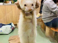 -藦茜花园宠物主题亲子互动体验馆(国顺东路店)