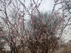 -桃花堤公园