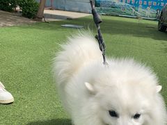 -宠物寄养训练学校