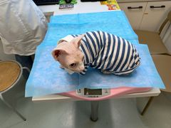 -瑞派·关忠动物医院·猫专科·犬专科(三环新城店)