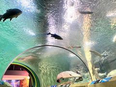 -上海海洋水族馆