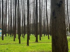 -东平国家森林公园