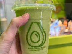 -油梨树AVOCADO TREE(顺义新国展店)