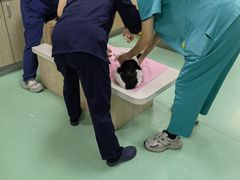 -北京观赏动物医院·24小时大型综合·猫专科·异宠专科