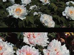 -曹州百花园