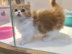 -龟与熊猫宠物公园(南坪店)