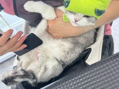 -爱洗澡的猫(望京店)