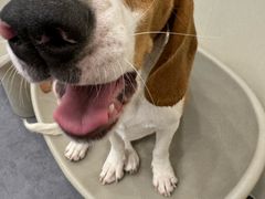 -有喵·猫咖·狗咖·40+猫狗有小奶狗(岗厦店)