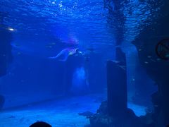 -石家庄海洋公园