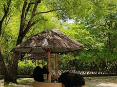 -深圳野生动物园