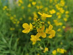 -光明小镇欢乐田园