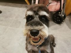 -小尾巴宠物店(万科·金域华庭店)