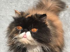 -瞄一喵猫咖(格力海岸店)