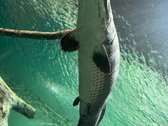 -上海海洋水族馆