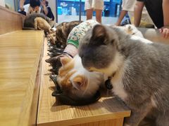 -啵啵喵·猫咖(攀华国际店)