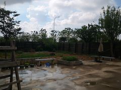 -南汇新场正宗水蜜桃采摘