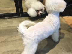 -八公叔叔宠物美容连锁(春申店)