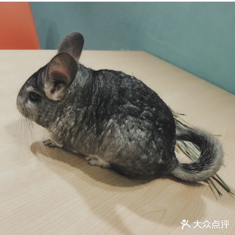 上海魔都超级萌的撸宠店，超多宠物可爱到哭！