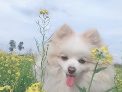 -宠福鑫康馨动物医院·骨科·眼科