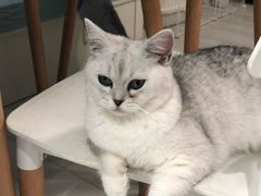 -喵的天空名猫咖啡馆·撸猫·猫舍·用品