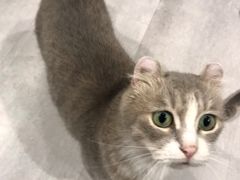 -猫儿山۰猫主题餐厅