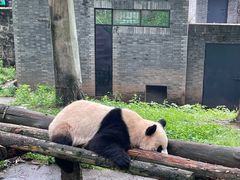 -都江堰中华大熊猫苑