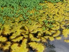 -白鹭湾湿地公园