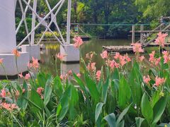 -上海共青森林公园