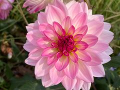 -深圳国际园林花卉博览园