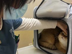 -爱妮康宠物医院·干细胞免疫细胞·肿瘤·心脏(张江店)