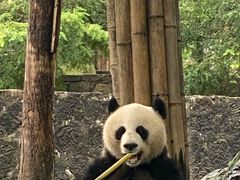 -都江堰中华大熊猫苑
