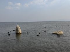 -洱海月湿地公园