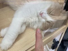 -袖虎·猫馆(体育西路店)