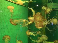 -厦门海底世界