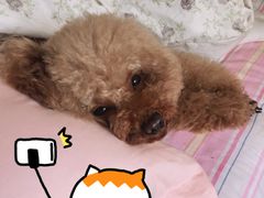 -唐小姐の猫狗洗护·购宠旗舰店(周浦万达店)