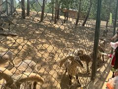 -大连森林动物园