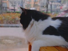-李小姐の猫咖啡馆(五角场店)